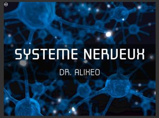 systeme-nerveux